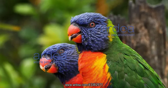 : Rainbow Lorikeet (trichoglossus haematodus moluc : Rainbow Lorikeet (trichoglossus haematodus moluc