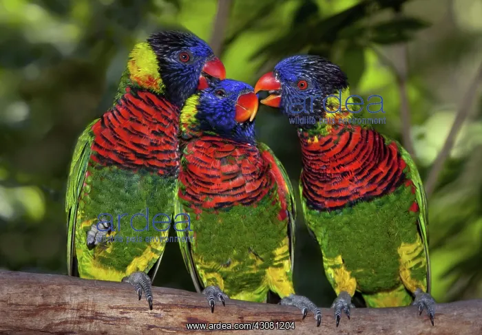 : Rainbow Lorikeets : Rainbow Lorikeets