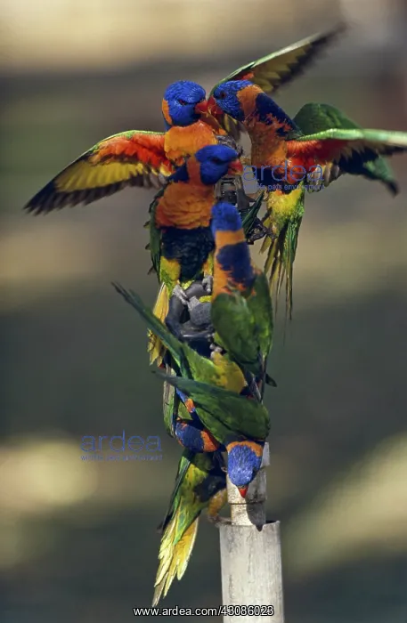 : Rainbow Lorikeets : Rainbow Lorikeets
