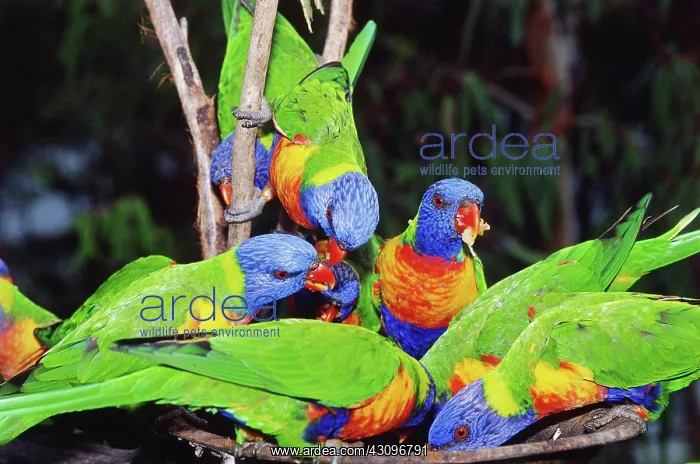: Rainbow Lorikeets : Rainbow Lorikeets