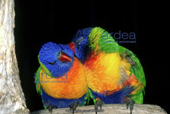 : Rainbow Lorikeets : Rainbow Lorikeets