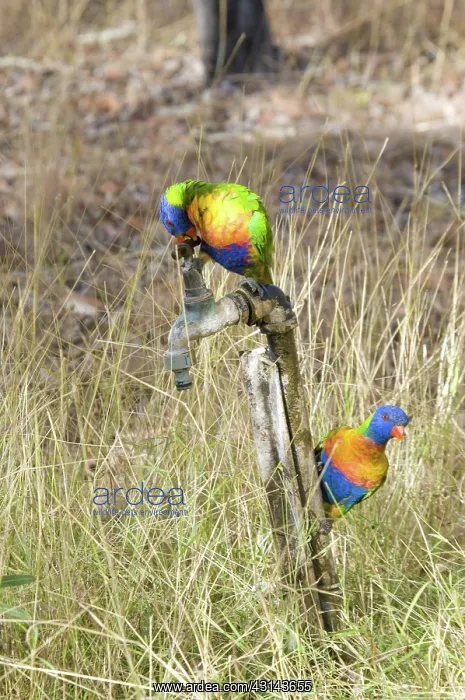 : Rainbow lorikeets : Rainbow lorikeets