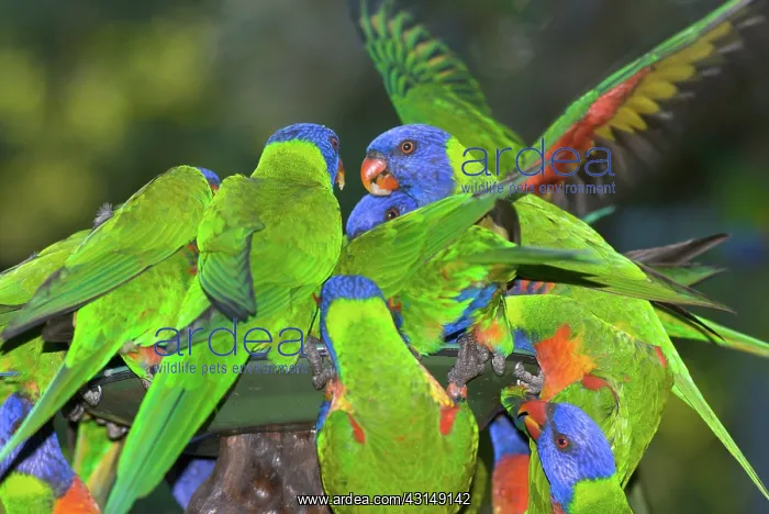 : Rainbow Lorikeets : Rainbow Lorikeets