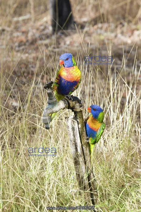 : Rainbow lorikeets : Rainbow lorikeets