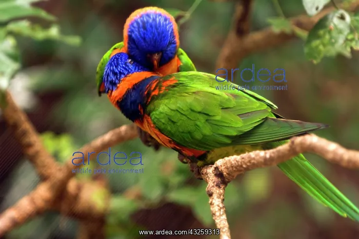 : Rainbow Lorikeets : Rainbow Lorikeets