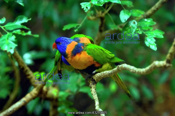 : Rainbow Lorikeets : Rainbow Lorikeets