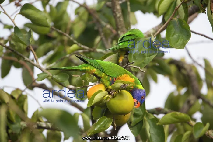 : Rainbow Lorikeets - feeding on a persimmon - orchard : Rainbow Lorikeets - feeding on a persimmon - orchard