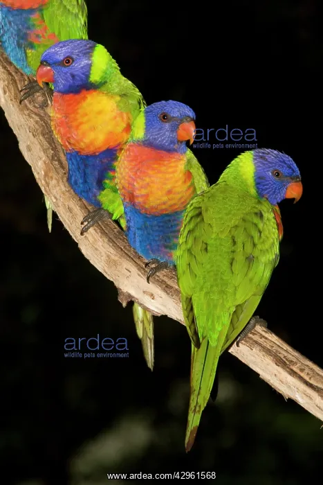 : Rainbow Lorikeets - wait near a bird feeder for : Rainbow Lorikeets - wait near a bird feeder for