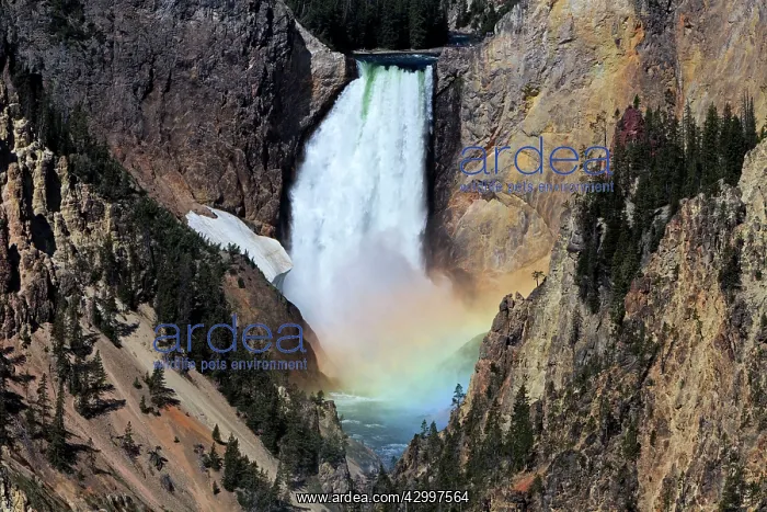 : Rainbow - at Lower Falls and Yellowstone Grand Canyon : Rainbow - at Lower Falls and Yellowstone Grand Canyon