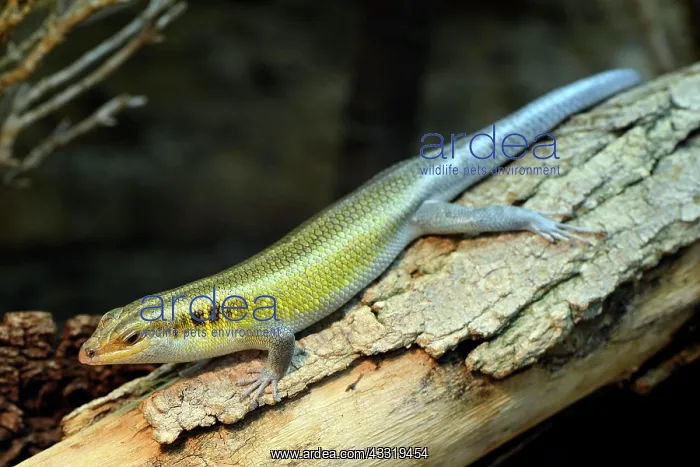  : Rainbow Mabuya (Trachylepis quinquetaeniata), captive