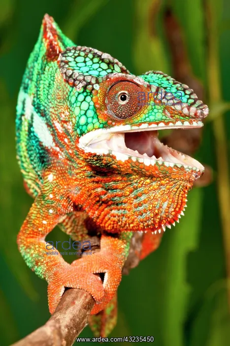 : Rainbow Panther Chameleon, Fucifer pardalis