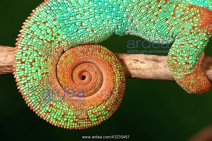 : Rainbow Panther Chameleon, Fucifer pardalis : Rainbow Panther Chameleon, Fucifer pardalis
