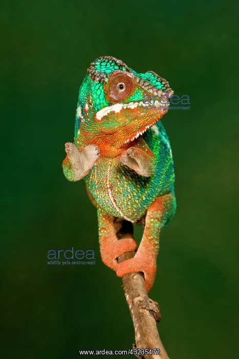 : Rainbow Panther Chameleon, Fucifer pardalis : Rainbow Panther Chameleon, Fucifer pardalis