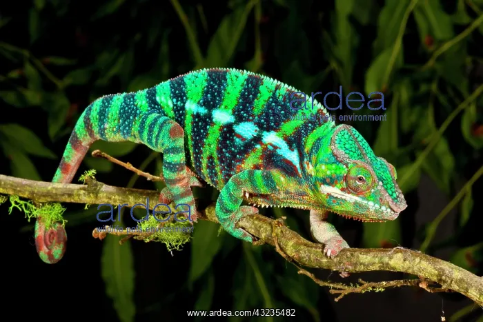 : Rainbow Panther Chameleon, Fucifer pardalis : Rainbow Panther Chameleon, Fucifer pardalis