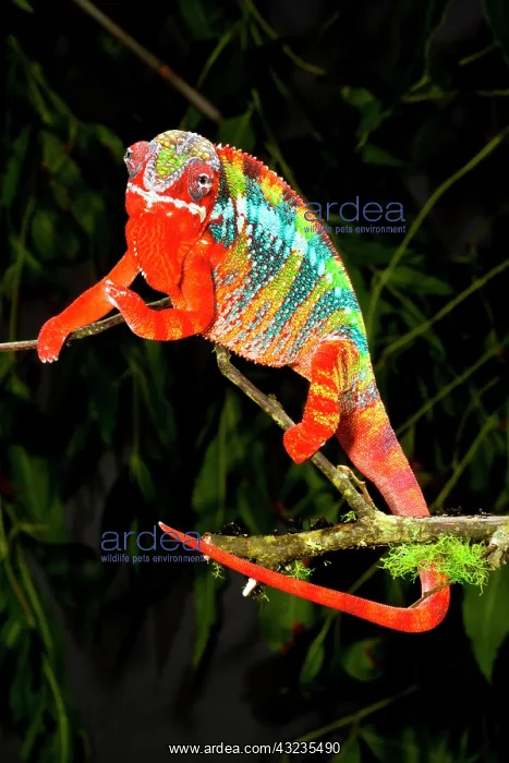 : Rainbow Panther Chameleon, Fucifer pardalis : Rainbow Panther Chameleon, Fucifer pardalis