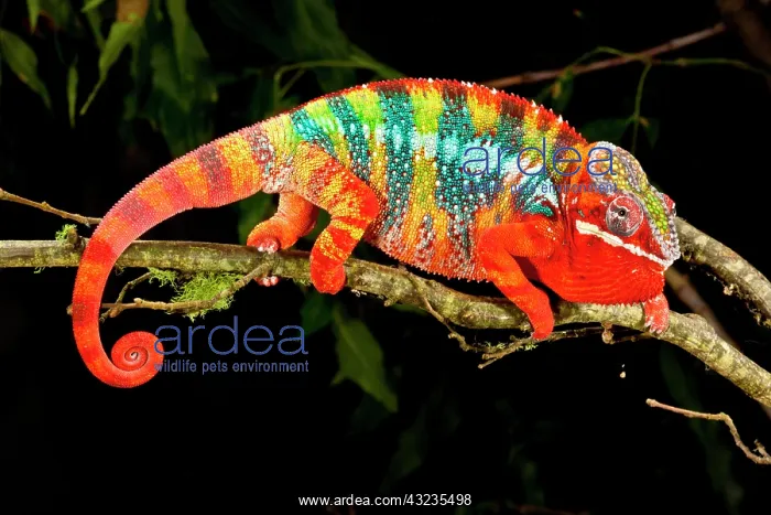 : Rainbow Panther Chameleon, Fucifer pardalis : Rainbow Panther Chameleon, Fucifer pardalis