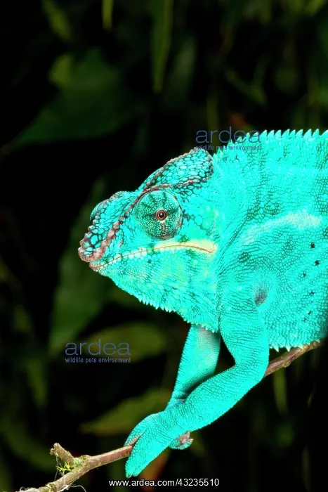  : Rainbow Panther Chameleon, Fucifer pardalis
