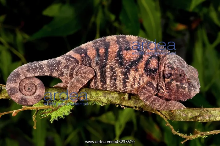 : Rainbow Panther Chameleon, Fucifer pardalis : Rainbow Panther Chameleon, Fucifer pardalis