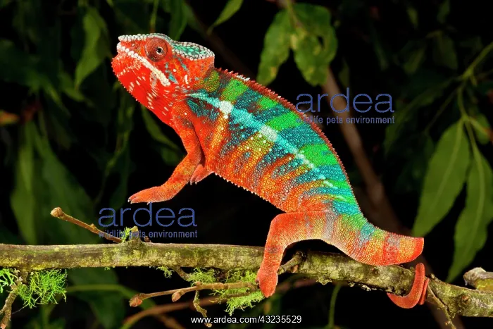 : Rainbow Panther Chameleon, Fucifer pardalis : Rainbow Panther Chameleon, Fucifer pardalis