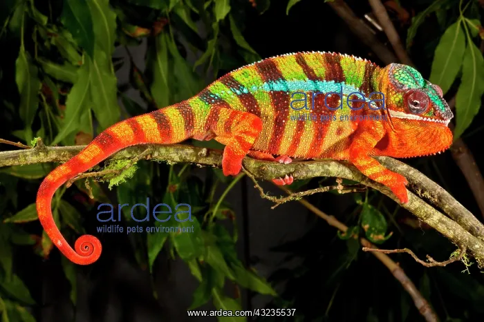 : Rainbow Panther Chameleon, Fucifer pardalis : Rainbow Panther Chameleon, Fucifer pardalis