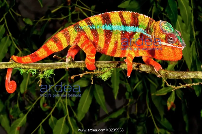  : Rainbow Panther Chameleon, Fucifer pardalis