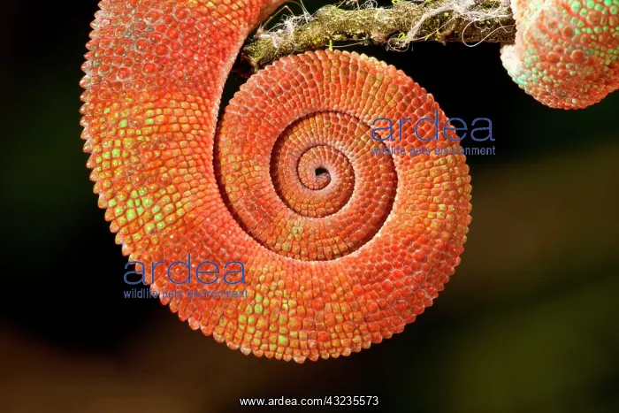 : Rainbow Panther Chameleon, Fucifer pardalis : Rainbow Panther Chameleon, Fucifer pardalis