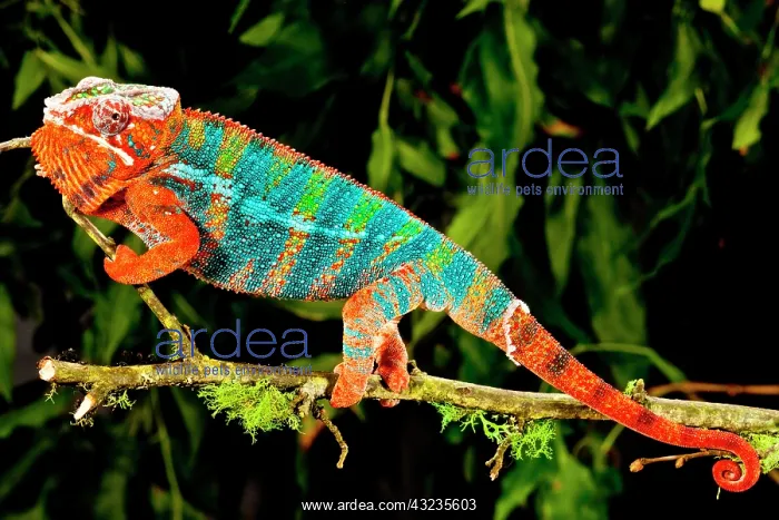 : Rainbow Panther Chameleon, Fucifer pardalis : Rainbow Panther Chameleon, Fucifer pardalis
