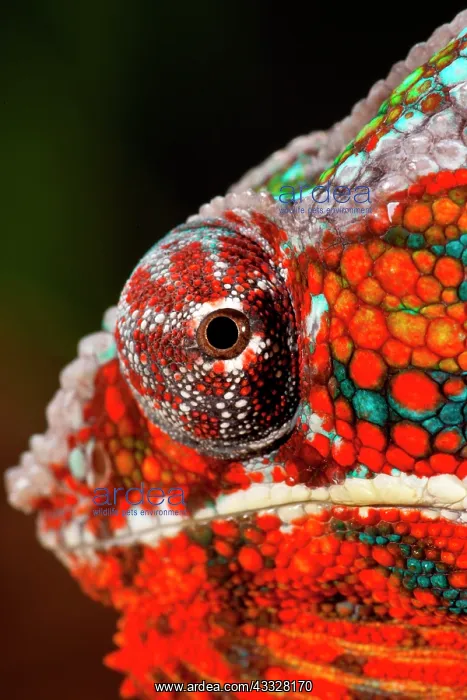 : Rainbow Panther Chameleon, Fucifer pardalis : Rainbow Panther Chameleon, Fucifer pardalis