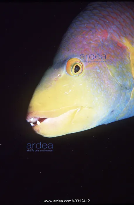: RAINBOW PARROTFISH : RAINBOW PARROTFISH