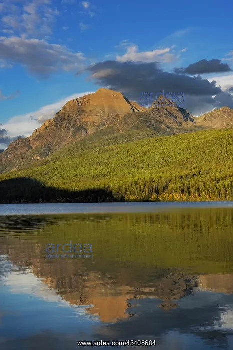 : Rainbow Peak reflects in Bowman Lake in Glacier : Rainbow Peak reflects in Bowman Lake in Glacier