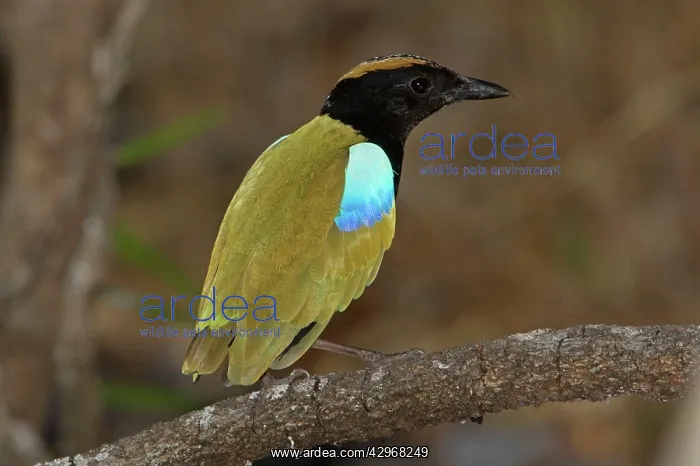 : Rainbow Pitta : Rainbow Pitta