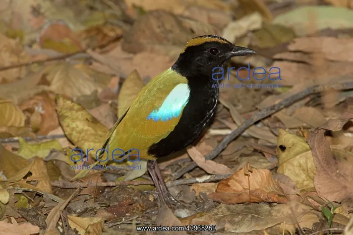 : Rainbow Pitta : Rainbow Pitta