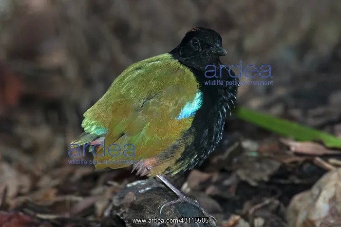 : Rainbow Pitta : Rainbow Pitta