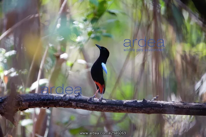 : Rainbow Pitta - displaying : Rainbow Pitta - displaying