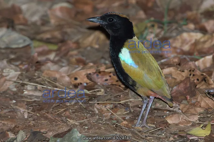 : Rainbow Pitta foraging on the forest floor Lee Point : Rainbow Pitta foraging on the forest floor Lee Point