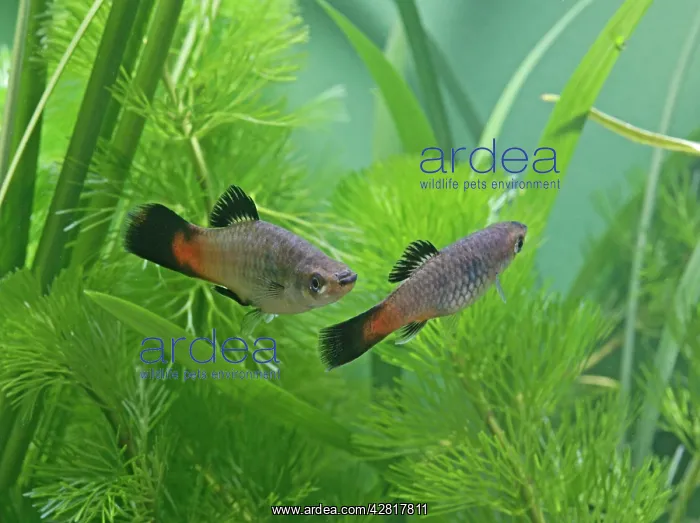 : Rainbow platy - pair side view by weeds : Rainbow platy - pair side view by weeds
