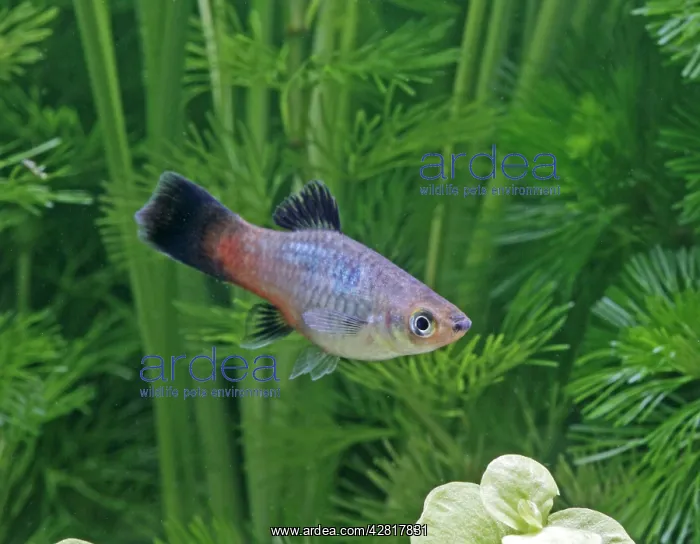 : Rainbow platy - side view by weeds : Rainbow platy - side view by weeds