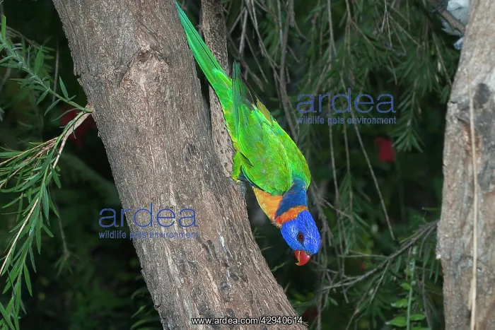 : Rainbow / Red-collared Lorikeet : Rainbow / Red-collared Lorikeet