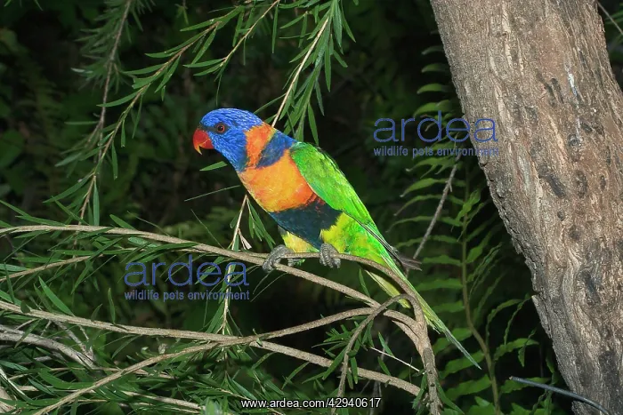 : Rainbow / Red-collared Lorikeet : Rainbow / Red-collared Lorikeet