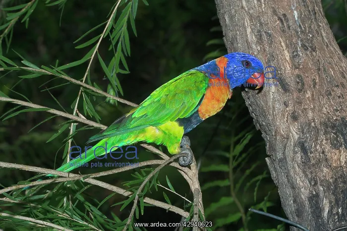 : Rainbow / Red-collared Lorikeet : Rainbow / Red-collared Lorikeet