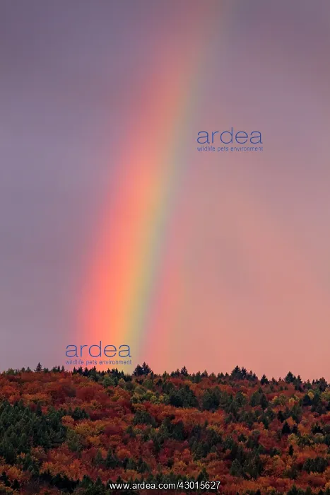 : Rainbow over Reinhardswald forest in autumn early : Rainbow over Reinhardswald forest in autumn early