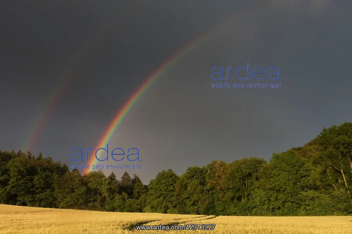 : Rainbow - over ripening cornfield : Rainbow - over ripening cornfield