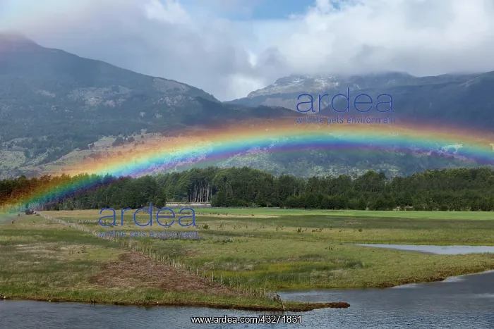 : Rainbow at a river in front of the Andes, O higgins : Rainbow at a river in front of the Andes, O higgins