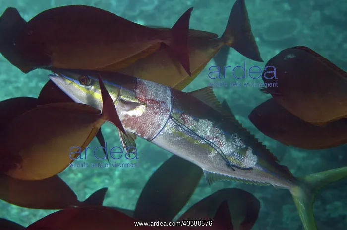 : Rainbow Runner trapped in plastic : Rainbow Runner trapped in plastic