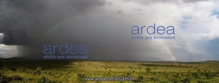 : A rainbow over the savannah, Tsavo, Kenya : A rainbow over the savannah, Tsavo, Kenya