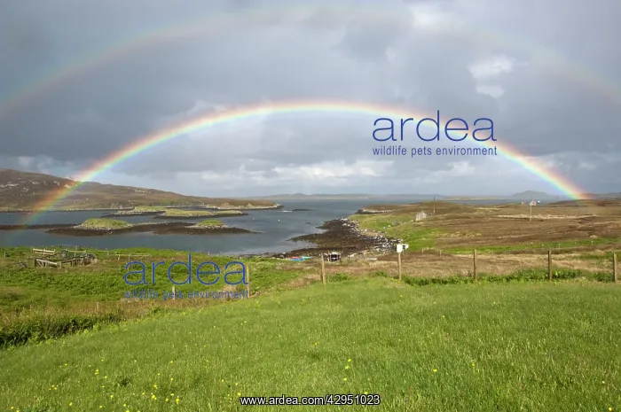 : Rainbow over sea loch : Rainbow over sea loch