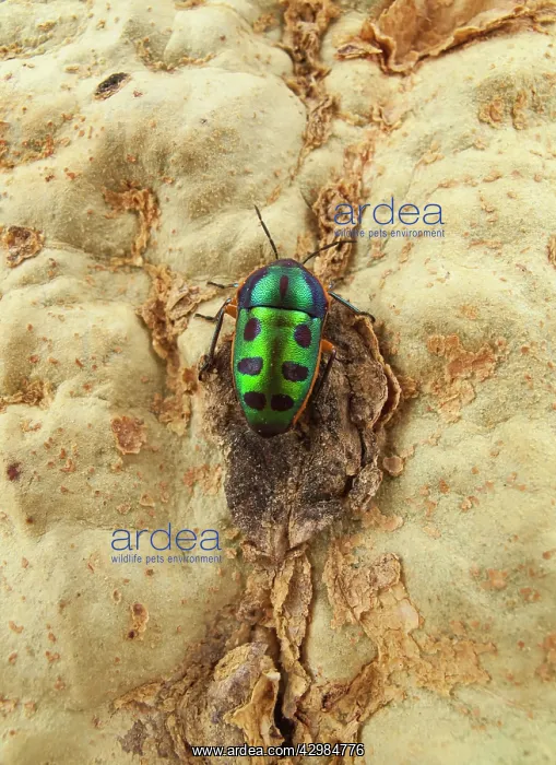 : Rainbow Shield Bug : Rainbow Shield Bug
