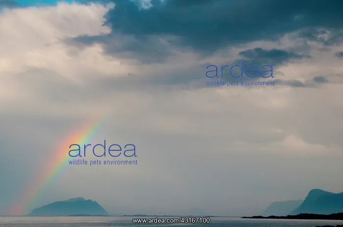 : Rainbow over the shore of the west fjord, Norway : Rainbow over the shore of the west fjord, Norway