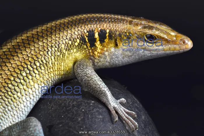: Rainbow Skink (Trachylepis quinquetaeniata) : Rainbow Skink (Trachylepis quinquetaeniata)