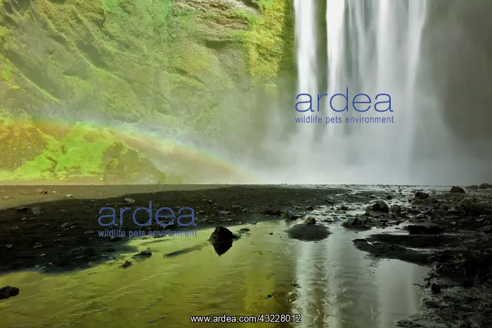 : Rainbow and Skogafoss Waterfall, Iceland : Rainbow and Skogafoss Waterfall, Iceland